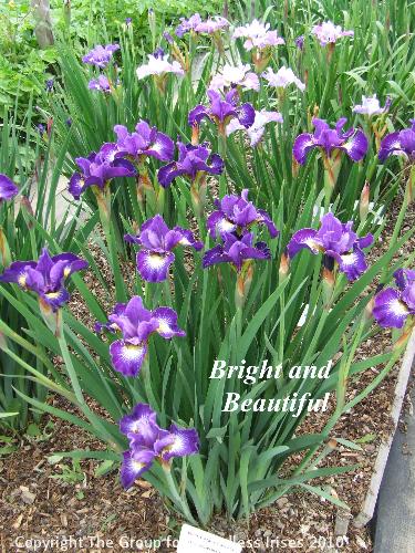 Bright and Beautiful